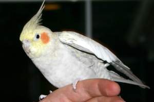 Closeup of the bird