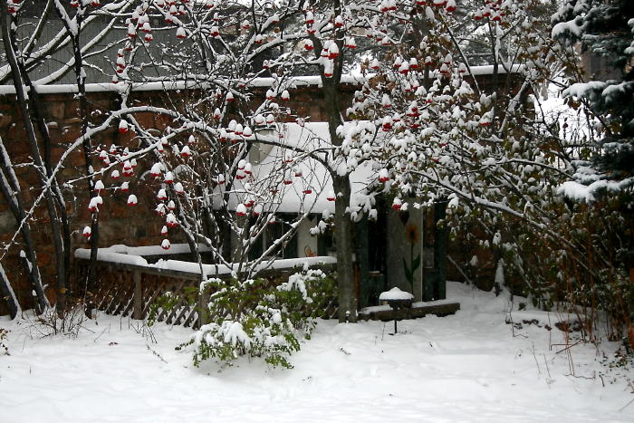 Here's the backyard - even snow stacked on the berries