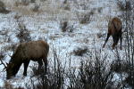 We saw lots of elk grazing in the snow