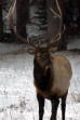 Closeup of an elk