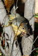 Check out the spider in thie squirrel's mouth
