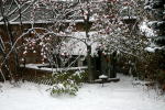 Here's the backyard - even snow stacked on the berries