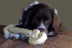 Gopher has the bone - not to eat, just to protect