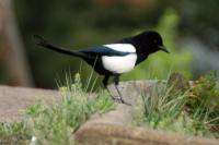 We saw this magpie in Chatauqua Park near our house