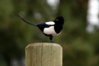 Magpies were everywhere in Australia, so it was nostalgic to see one here