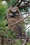 A nest of great horned owls hatched in the middle of a Boulder golf course!