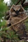 See the other baby, hunkering down to the left of the first owl