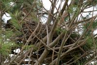 Closeup of the nest