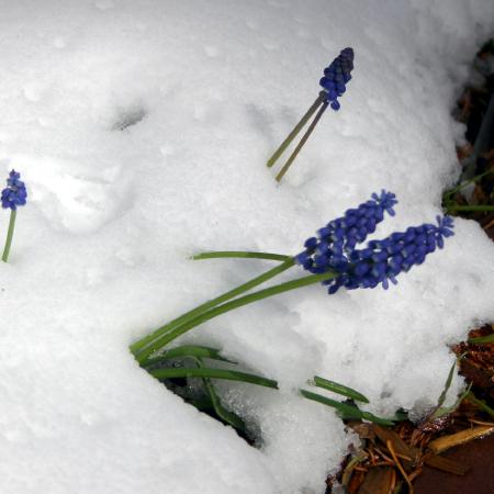 These grape hyacinths peeked through the snow