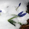 These grape hyacinths peeked through the snow