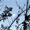 We liked the image of the moon showing through the crepe myrtle during the day, as viewed through our bedroom window