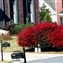 Frank loves this red bush in our neighbor's yard.  Look for one in our yard by next year.