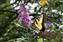We have dozens of butterflies in the yard most days.