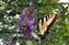 This one loved the butterfly bush.