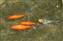Closeup of some of thie fish.