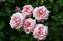 Pink roses blooming in profusion. This image is our new website icon.