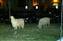 Sheep in the Field by Night.jpg