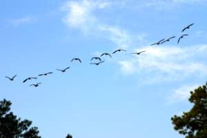 Birds flying South - it s Fall again