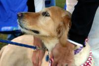 Billy's dog Buckley