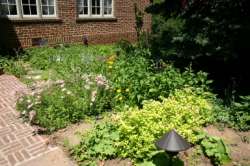Garden by the front door