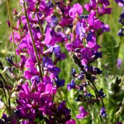 More flowers