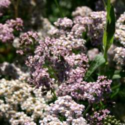 Purple Queen Anne's Lace