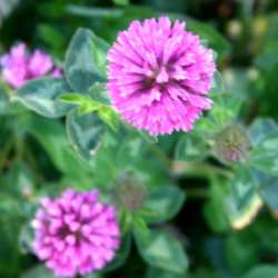 Just clovers