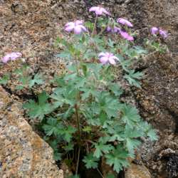 Flowers growing out of the side of a rocky hill