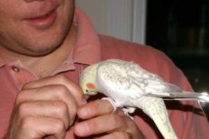 This bird loves to be petted