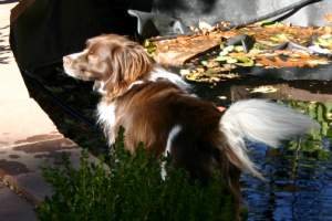 But he likes his pond