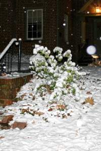Closeup of the snow