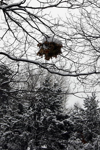 And the bird's nest got quite a coating