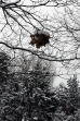 And the bird's nest got quite a coating