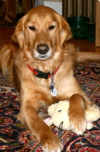 Blizzard's favorite is the squeaky cow (thanks. Sis)