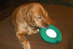 She can even catch the frisbee