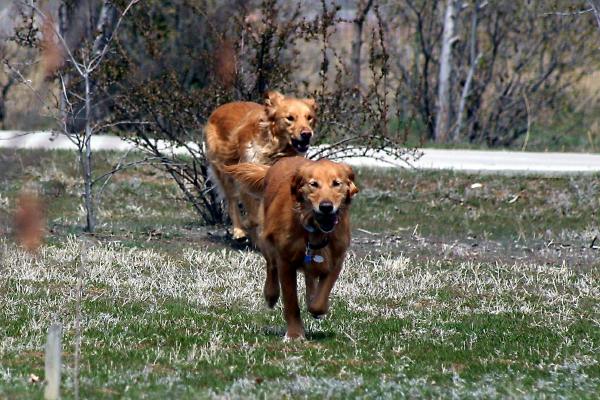 Running dogs