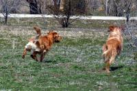 Wally and Bandit go out for the ball