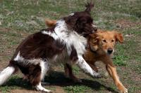 Blizzard and Gopher