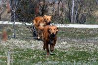 Running dogs
