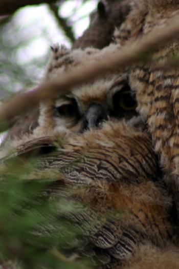 Here's a better look at the second owl