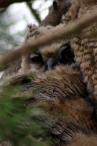 Here's a better look at the second owl
