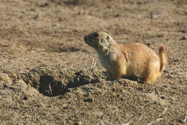 Prairie dogs haev taken over this abandoned area where the airport used to be.