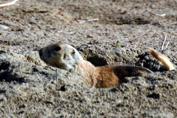 Here's one sunning in his hole