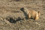 Prairie dogs haev taken over this abandoned area where the airport used to be.