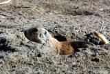Here's one sunning in his hole