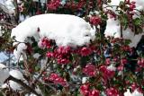 Buds with a hat of snow