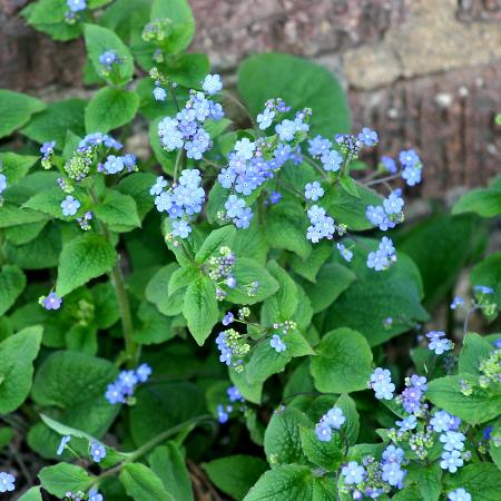 It snowed last week, but is in the 60's-70's this week.  The first flowers are out in our garden.