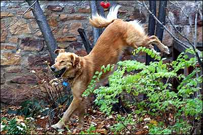 Mutt-minster Online Photo Dog Show