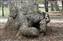 TreeTrunk.jpg