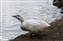 WhiteDuck.jpg